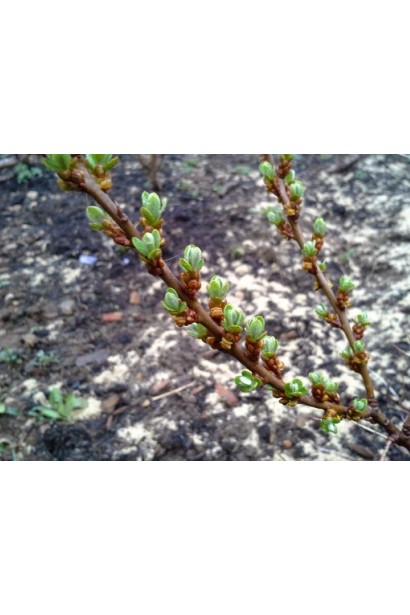 Малопомітні колосовидні квіти обліпихи Лорд